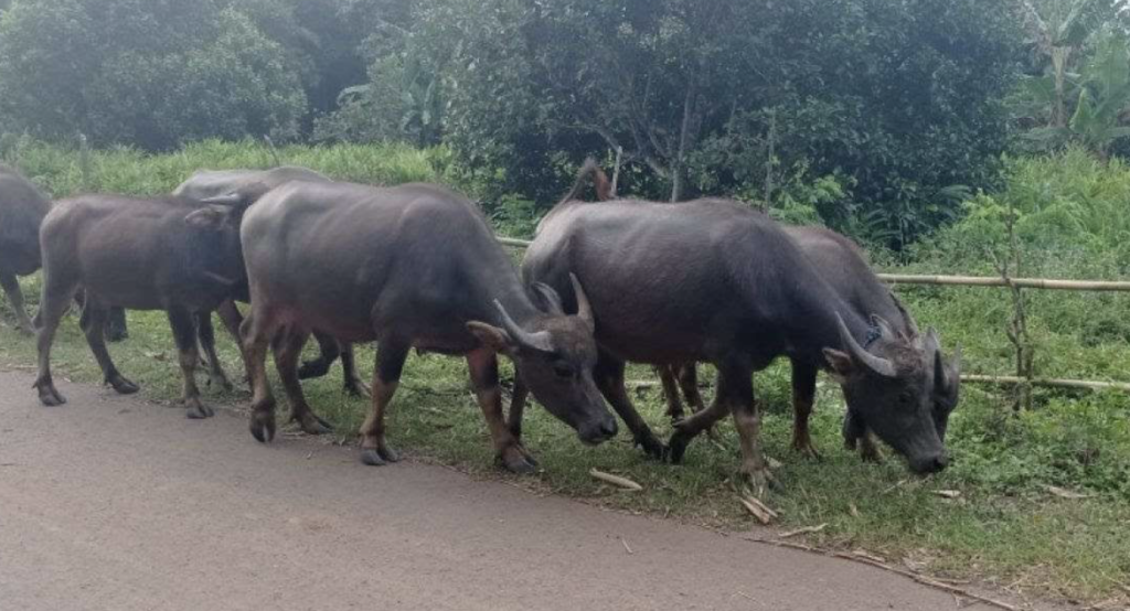 kerbau di lebak makin langka